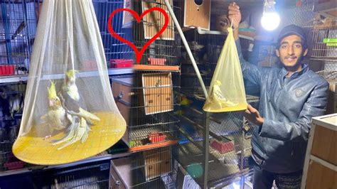 Finally Birds Aviary Mai Cocktail Parrot B Ah Gay YouTube
