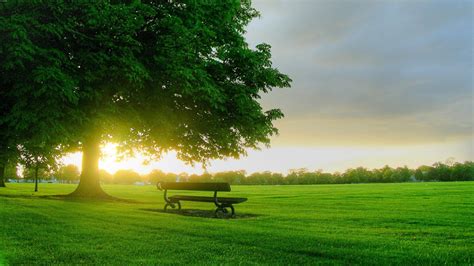 Nature HD Wallpaper: Park Bench Under Large Tree at Sunset