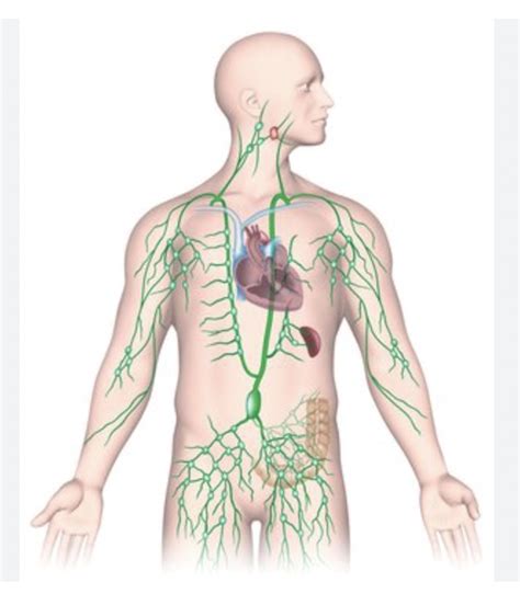 lymphatic vessels Diagram | Quizlet