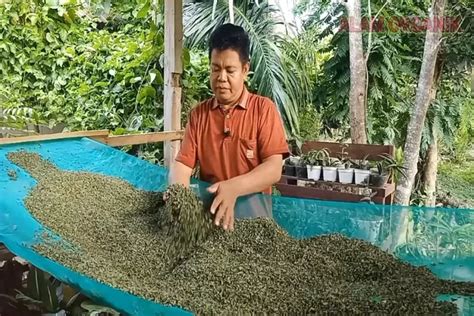 Rahasia Pertanian Cara Membuat Pupuk Organik Cair Dari Daun Kelor