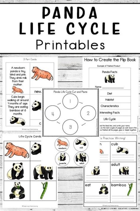 Panda Life Cycle Printables Simple Living Creative Learning