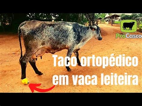 Taco ortopédico em vaca leiteira procasco ramonprocasco YouTube