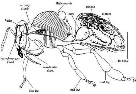 honey bee anatomy diagram | Bee illustration, Bee, Honey bee