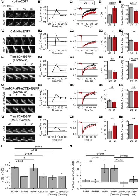 FRAP Measurements of Synaptic Proteins during sLTP FRAP for cultured ...