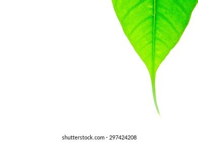 Isolated Bodhi Leaf Stock Photo 297424208 | Shutterstock