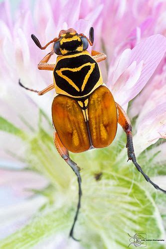 Magnificent Multi Colour Bugs Pinterest Beetles Insects And Butterfly