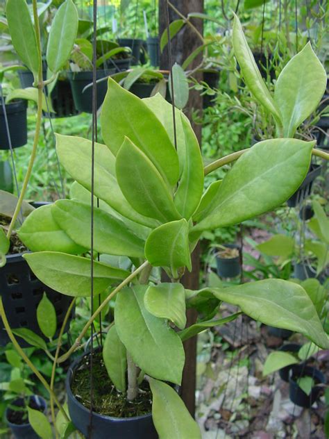 Hoya Australis Subsp Oramicola