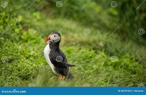 Puffin Bird Feeding on Fish Stock Image - Image of animal, feeding ...