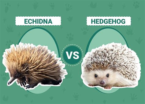 Echidna vs Hedgehog: Visual Differences & Characteristics (With ...