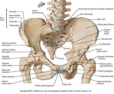 Ilium Definition What Is Pelvis Anatomy Human Skeleton Anatomy Body Anatomy