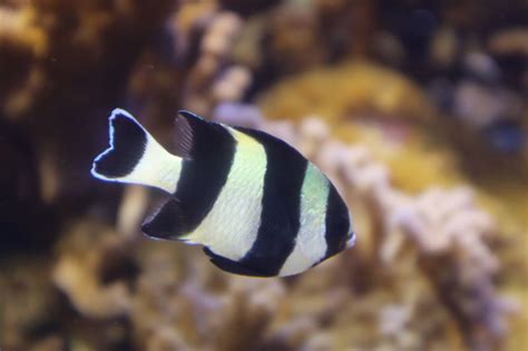 水族館魚図鑑 ヨスジリュウキュウスズメダイdascyllus Melanurus 動物園and水族館に行こう！！