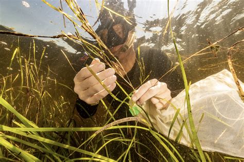 Eelgrass And Blue Carbon Ecology Action Centre