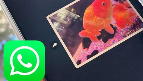 ᐅCome recuperare le foto cancellate di WhatsApp