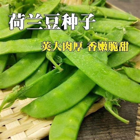 【東記】種子 種籽軟莢荷蘭豆種子 種籽雙花雙莢大莢菜豆豌豆豆角種農家春秋蔬菜青豆種籽 露天市集 全台最大的網路購物市集