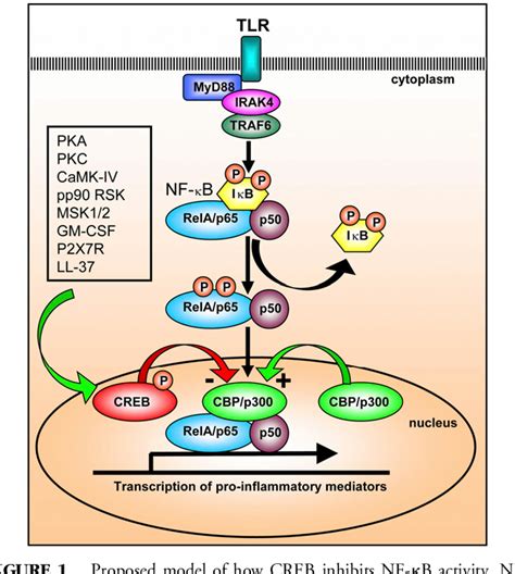 Figure 1 From In Immune Function The Role Of The Transcription Factor