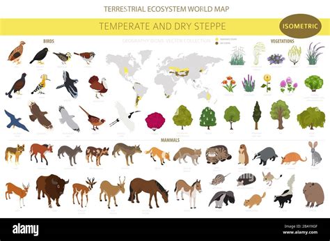 Temperate and dry steppe biome, natural region isometric infographic ...