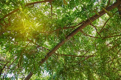 The Sun`s Rays Through The Leaves Stock Image Image Of Park Rays