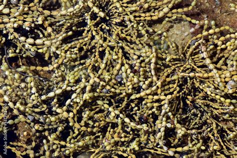 Rockweed Brown Algae