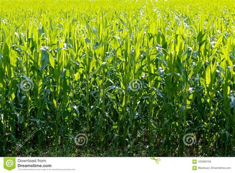 Corn Green Field Stock Photo Image Of Land Farm Cultivation 105069758