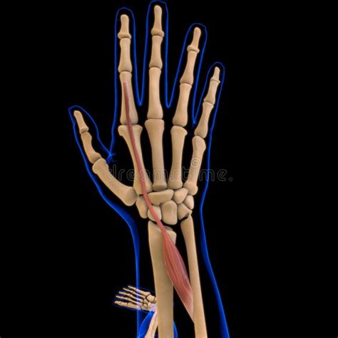 Extensor Indicis Muscle Anatomy For Medical Concept 3d Illustration