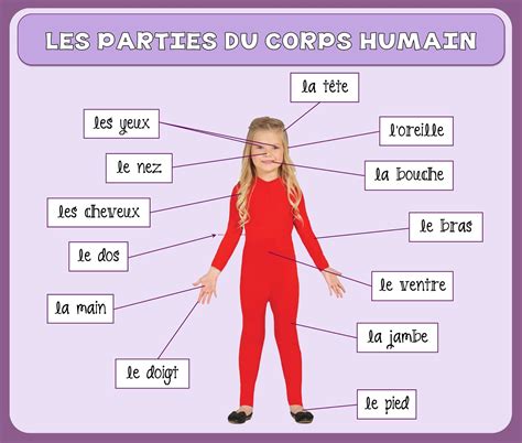 Les Parties Du Corps Humain