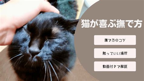 【保存版】猫が喜ぶ撫で方！長年猫と暮らしてきた飼い主が動画付きで手順を解説 猫と生き笑うためのブログ