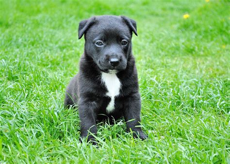 Filhote De Labrador Border Collie Mix
