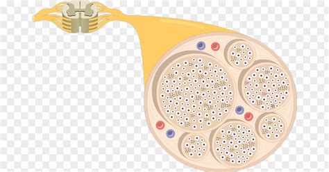 Anatomy Nerve Fascicle Multipolar Neuron Nervous System PNG Image - PNGHERO