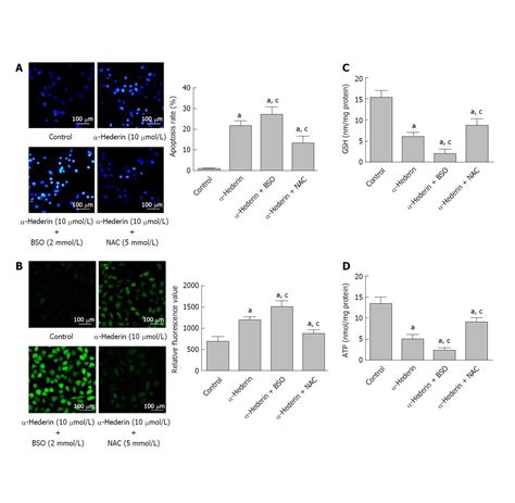 Mitochondrial Pathway Mediated By Reactive Oxygen Species Involvement