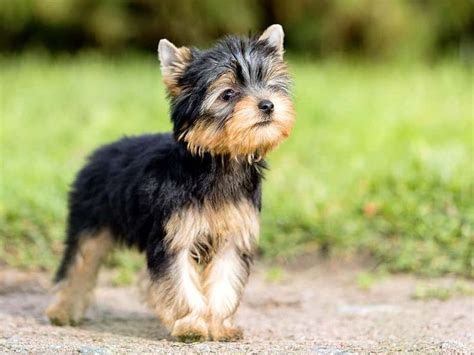 Anfängerhund 13 besten Hunderassen für Anfänger Yorkshire