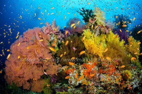 Diving in Fiji - Bluewater Dive Travel