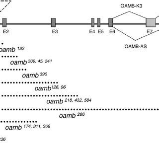 A Schematic Map Of The Oamb Locus Boxes Represent The Oamb Exons And