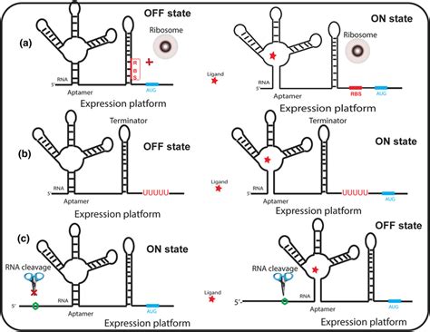 Established Or Proposed Mechanisms Of Riboswitch Mediated Gene