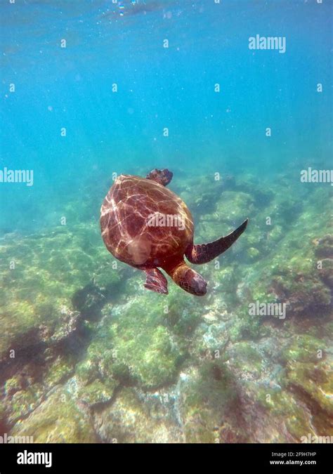 Galapagos Green Sea Turtle Swimming At Punta Espinoza Fernandina