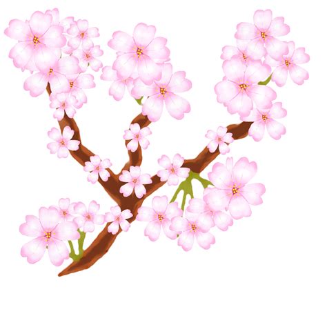 Cherry Blossom Design Png