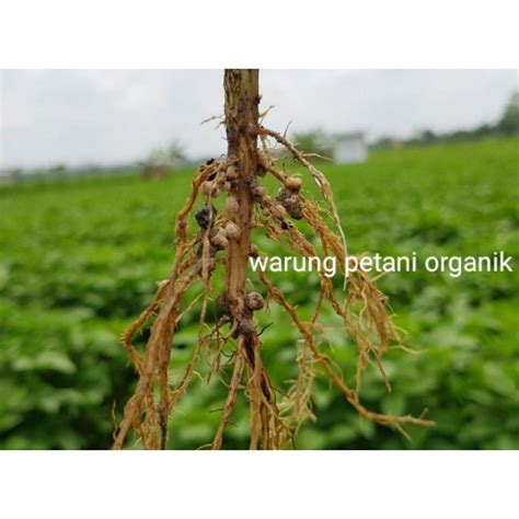 Jual Akar Putri Malu Gr Shopee Indonesia