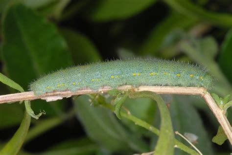 European Lepidoptera and their ecology: Pieris rapae