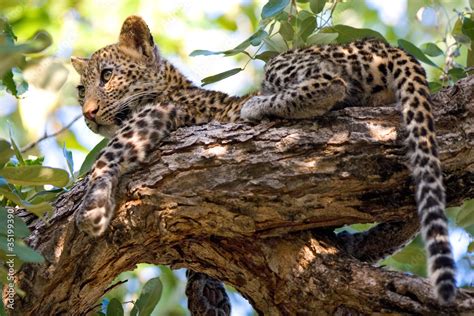 Leopard cub in tree Stock Photo | Adobe Stock