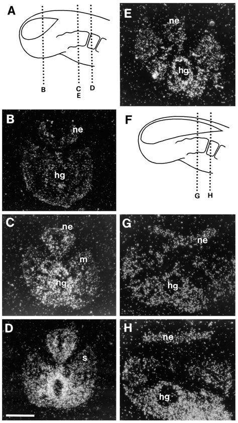 The Expression Pattern Of Rar In The Caudal Trunk Region Of Day