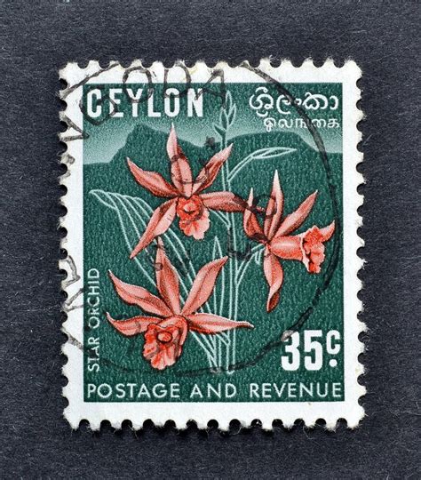 Cancelled Postage Stamp Printed By Ceylon That Shows Star Orchid