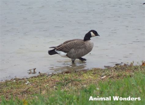 Animal Wonders - Cackling Goose