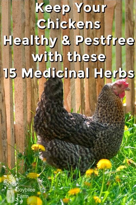 15 Medicinal Herbs For Chickens To Keep Them Healthy And Pestfree In