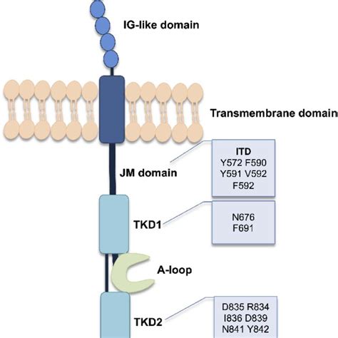 FLT3 ITD Signal Transduction 1 9 Notes Data From The References