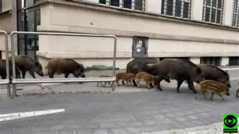 Gdynia Du E Stado Dzik W Maszerowa O Przez Centrum Miasta Nagranie