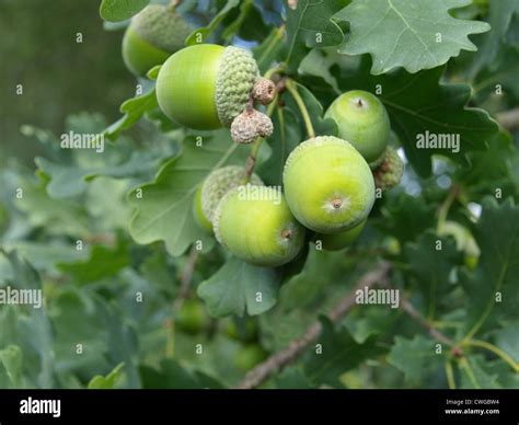 English Oak Tree With Acorns Quercus Robur Stiel Eiche Mit Eicheln