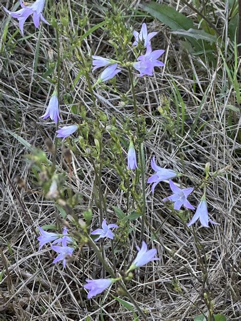 Wiesen Glockenblume Campanula Patula Wiesen Glockenblume Flickr