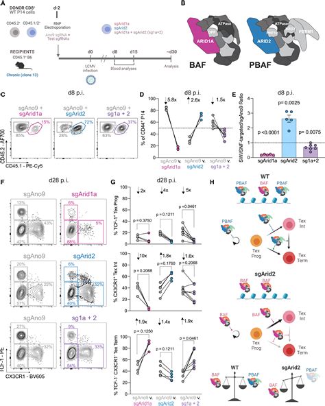 The SWI SNF Chromatin Remodeling Complexes BAF And PBAF Differentially