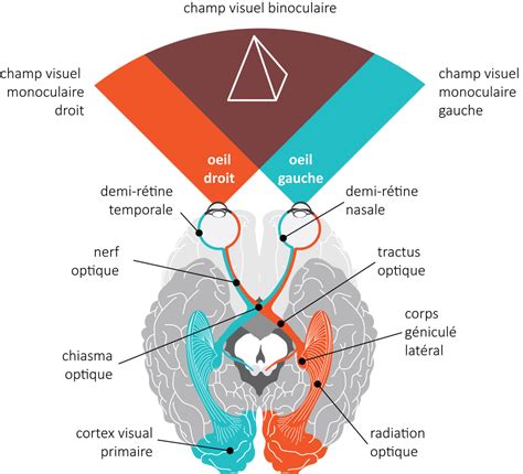 I De L Il Au Cerveau