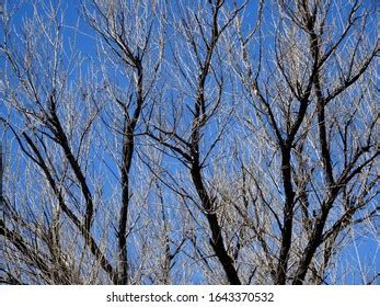 Blue Winter Sky Unseasonal Cherry Blossoms Stock Photo 2083366834