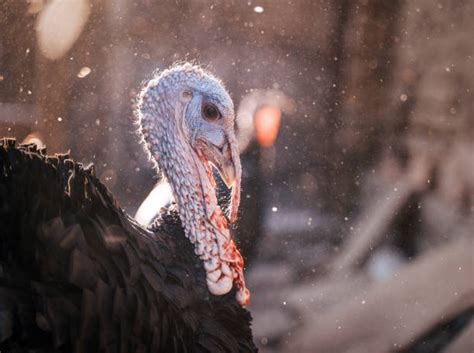 Wild Turkey Chicks Stock Photos, Pictures & Royalty-Free Images - iStock